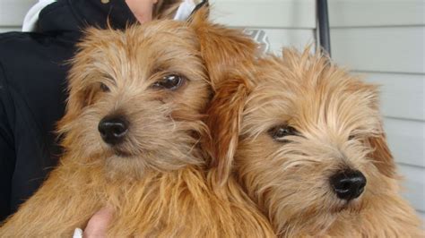 5 Wonderful Qualities of Norfolk Terriers | Petlife