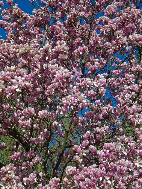 Photos by Stan: Magnolia Tree in Full Bloom