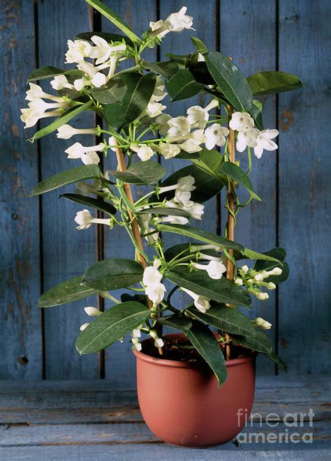 Madagascar Jasmine Photograph by Christer Andreason/the Picture Store/science Photo Library ...