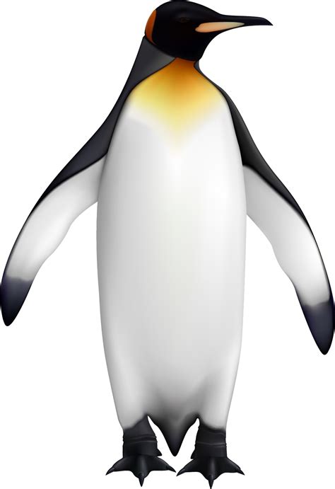 King Penguin Bird PNG File | PNG All