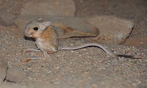 What Animals Live In The Gobi Desert? - WorldAtlas.com