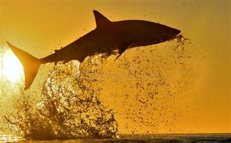 1,245 Great White Shark Attack Stock Photos - Free & Royalty-Free Stock Photos from Dreamstime