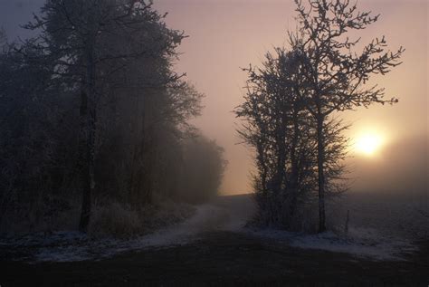 Free Images : landscape, tree, forest, silhouette, light, fog, sunrise, mist, night, sunlight ...