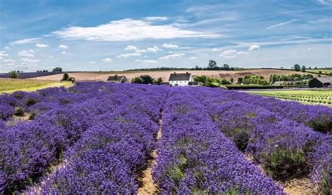 Cotswold Lavender Time! – Cotswold Exploring