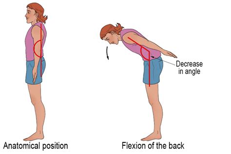 Back Flexion - Mammoth Memory definition - remember meaning