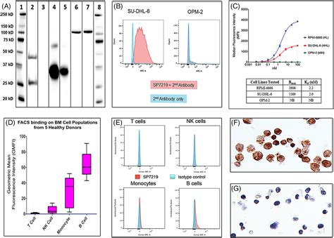 High frequency of CD74 expression in lymphomas: implications for ...