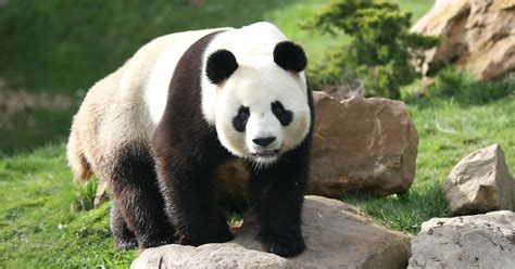 Panda géant | ZooParc de Beauval