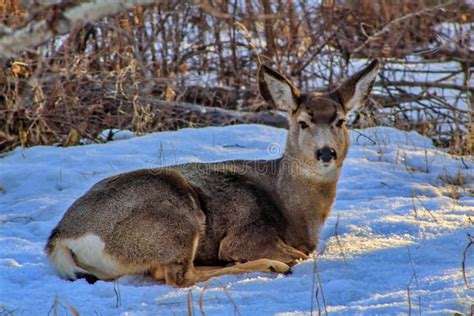 Deer laying in snow stock image. Image of closed, eyes - 17516305