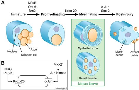 File:Schwann cell myelination and dedifferentiation.jpg - Embryology