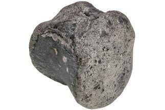 7" Fossil Iguanodon (Mantellisaurus) Vertebra - England (#206511) For ...