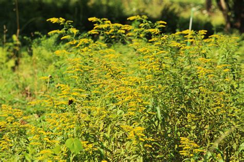 3 Tips For Foraging Goldenrod This Year – Herbal Academy