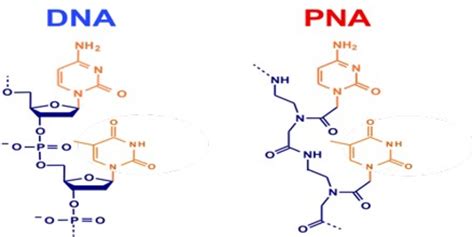 PNA: Peptide Nucleic Acid - Assignment Point