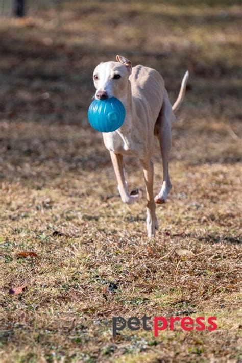 Hounds of Speed: Tailoring the Greyhound Dog Exercise Needs