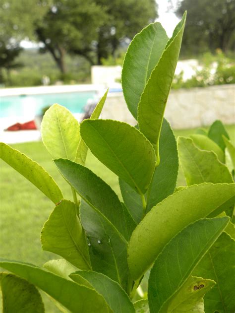 Diane's Texas Garden: Lemon Tree Fungus