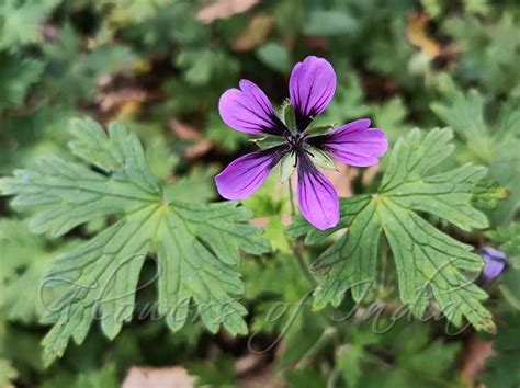 Geranium procurrens - Trailing Geranium