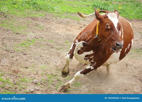 Running cow stock photo. Image of livestock, scene, eating - 140349354