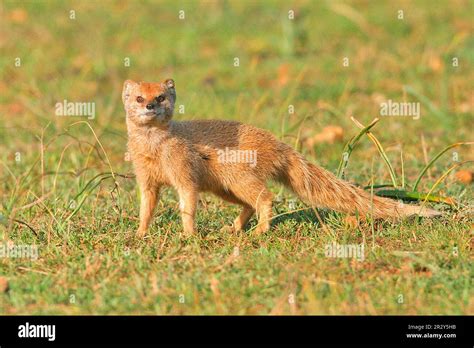 Fox mongoose, yellow mongooses (Cynictis penicillata), Predators, Mammals, Animals, Yellow ...