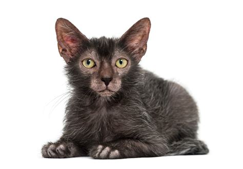 Lykoi Breed Information | Lykoi Characteristics, Grooming, Temperament Breed Information ...