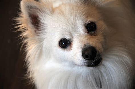 Cute White Pomeranian Puppy Free Stock Photo - Public Domain Pictures