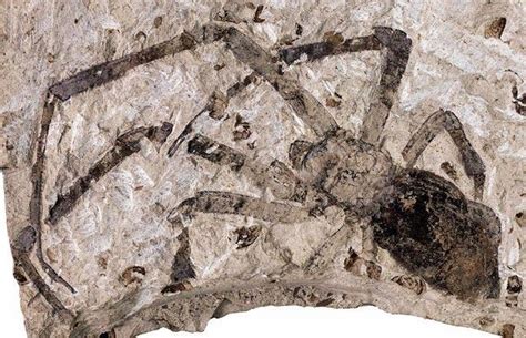 #FossilFriday: A crazy large Spider Fossil