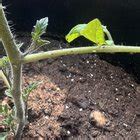 Tomato plant help : r/gardening