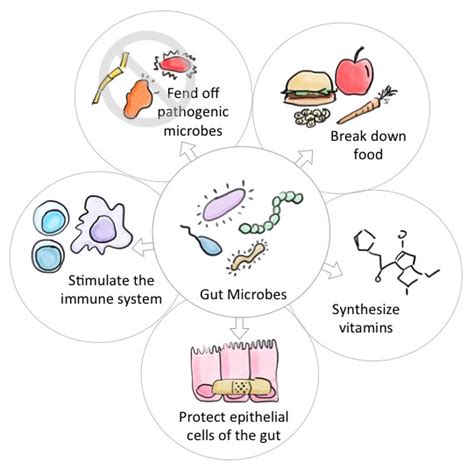 A Second Brain: How microbes in your gut may affect your body and mind ...