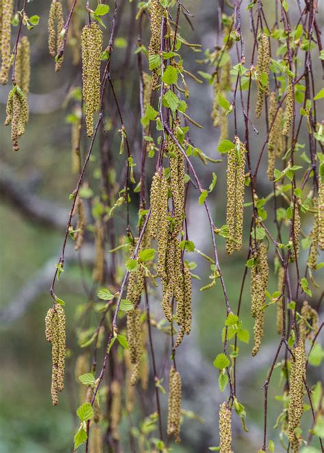 wcs: Catkins