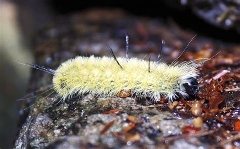 meeyauw's Photo A Day: American Dagger Moth Caterpillar