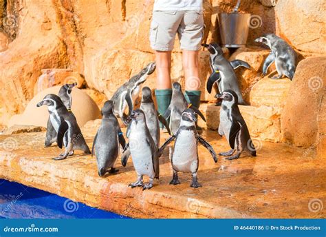 Penguins feeding. stock photo. Image of rock, feathers - 46440186