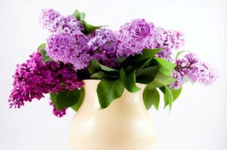 Sunday blooms: Lilacs