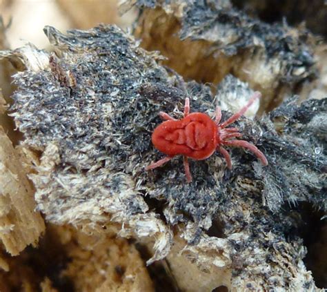 What Are Mites? The Red Velvet Mite (Trombidiidae) | Owlcation