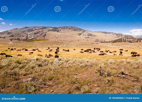 A Herd of Bison in the Yellowstone National Park Stock Photo - Image of north, grazing: 105469004