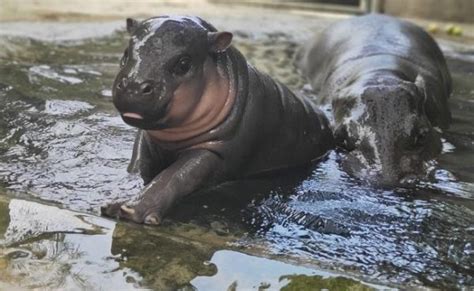 Fun facts about the Pygmy Hippopotamus - Taman Safari Bali