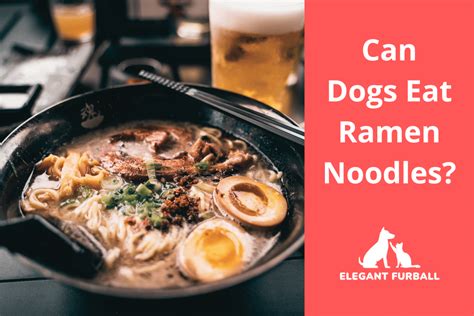 Can Dogs Eat Ramen Noodles? What to Do if They Do | Elegant Furball