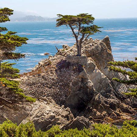 Lone Cypress (Pebble Beach) - 2019 All You Need to Know BEFORE You Go (with Photos) - TripAdvisor