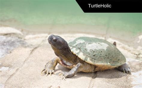 This is the Daring Common Mud Turtle! - TurtleHolic