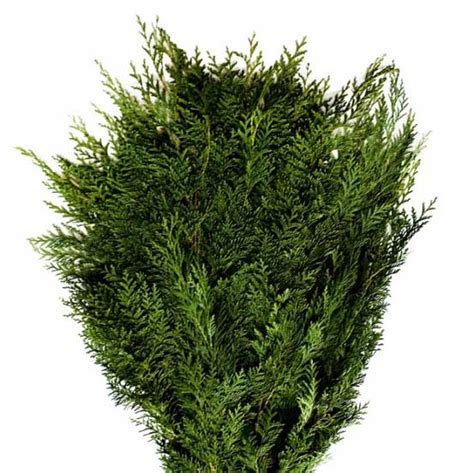 Port Orford Cedar - Kittelberger Wholesale Florist - Webster & Rochester