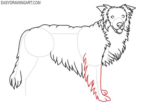 How to Draw a Border Collie - Easy Drawing Art