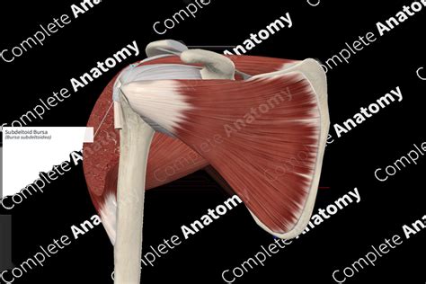 Subdeltoid Bursa | Complete Anatomy