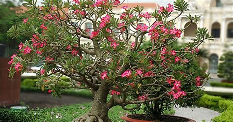 Wow 18+ Gambar Bonsai Bunga Kamboja - Gambar Bunga Indah