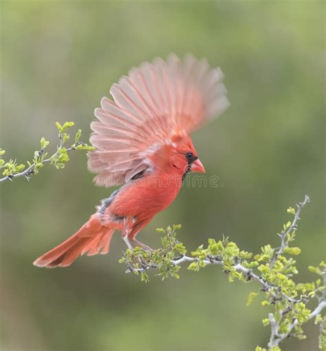 A Beautiful Male Northern Cardinal In Southern Texas, USA Stock Image - Image of branch, female ...