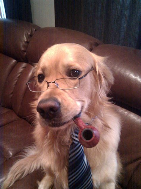 20 Cute dogs with glasses | Amazing Creatures