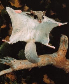 flying squirrel,Flying Squirrel,flyer,sugar glider,Sugar Glider