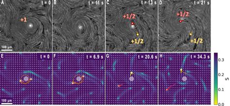 Topological vortex decay. A-D Fluorescence micrographs showing the +1 ...