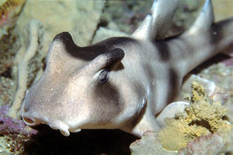 Crested Hornshark, Heterodontus galeatus (Günther, 1870) - The Australian Museum