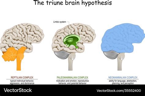 Triune brain hypothesis theory about evolution Vector Image