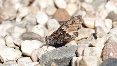 Grayling | MarkEisingBirding