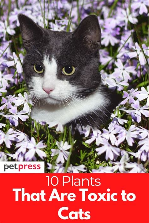 What Plants Are Toxic to Cats? 10 Plants That Harm Your Cat