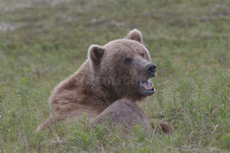 Grizzly Bear Growling stock photo. Image of danger, canada - 27013210