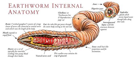 Labeled Worm Diagram